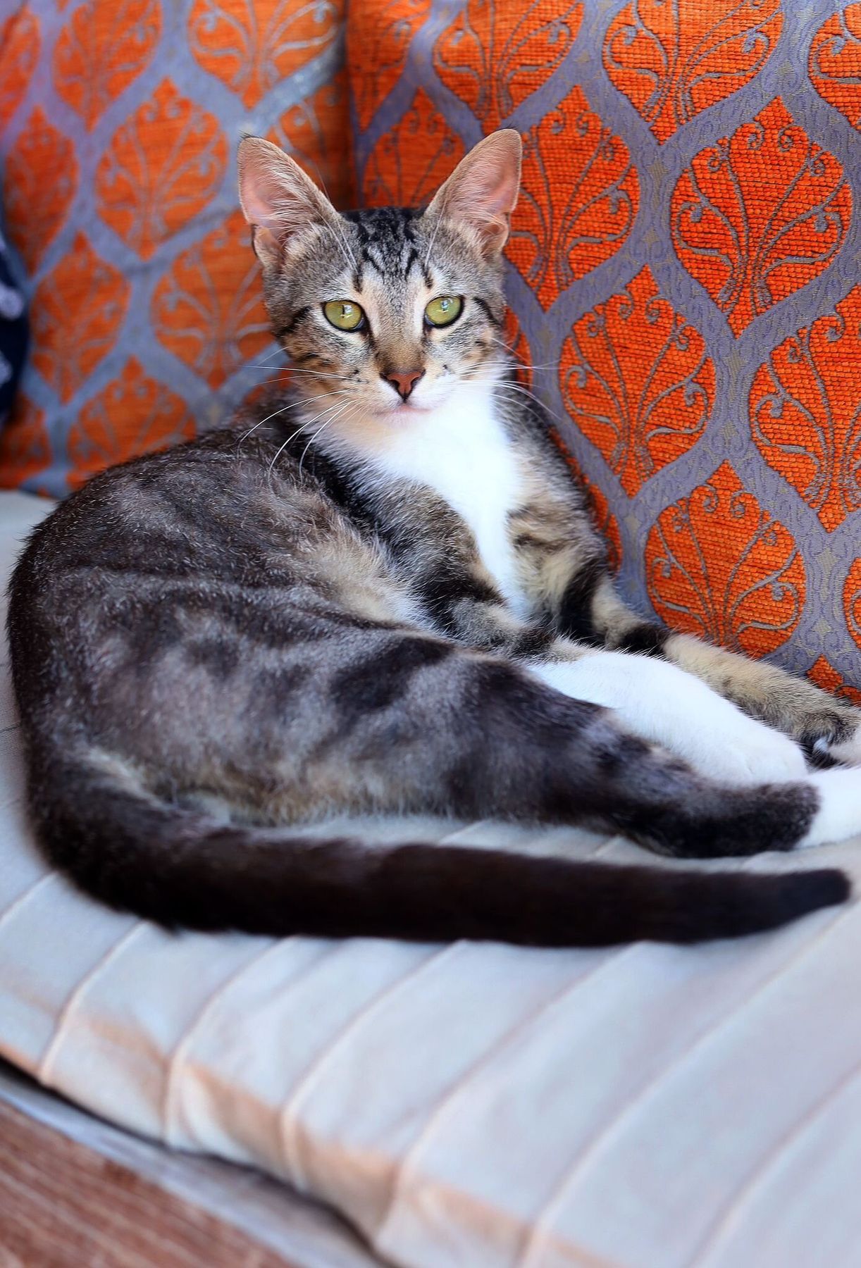 Katze im Garten der Lodge — Haustiere sind willkommen