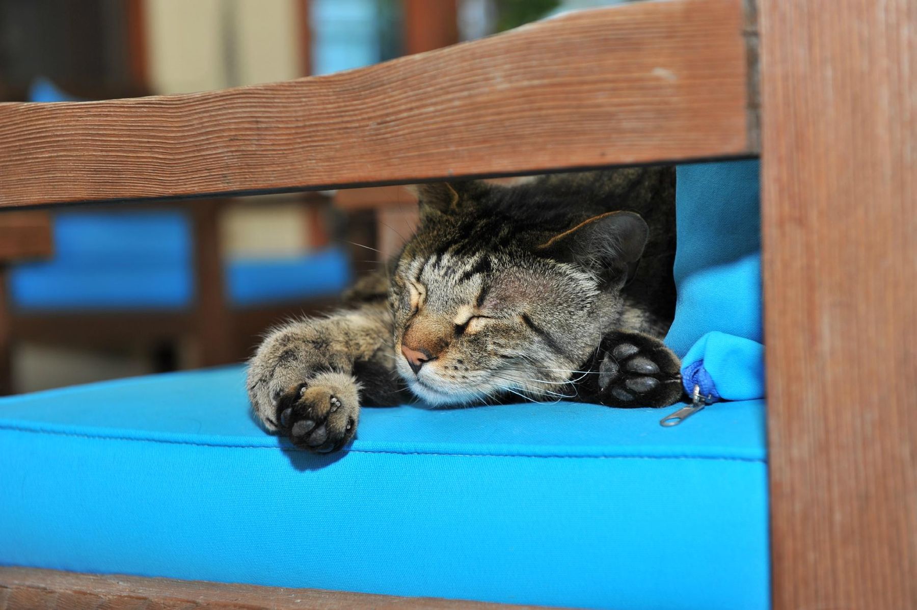 Katze schläft in der Lounge der Lodge